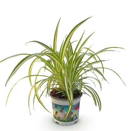 Grünlilie Chlorophytum comosum Variegatum – Bunte Graslilie Zimmerpflanze – Haustierfreundlich 12cm – Höhe ca.20cm