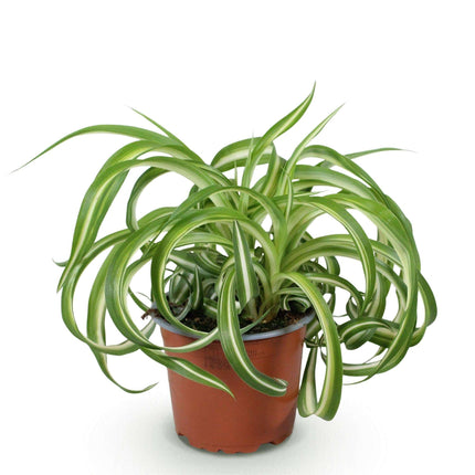Grünlilie Chlorophytum comosum Bonnie Lockige Graslilie – Haustierfreundliche Zimmerpflanze im 12cm Topf – Höhe ca.20cm