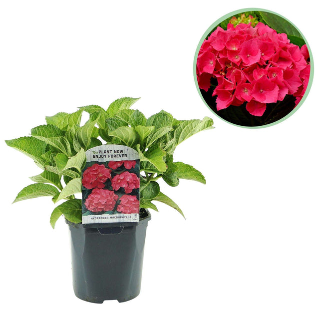 Hortensie – Hydrangea macrophylla Rot – Blüte Rot – Ø17cm – ↕30cm – Sommerblüher – Pflegeleicht & Laubabwerfend