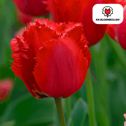 Tulpenzwiebeln Masterpeace – 20 Blumenzwiebeln – Rote Tulpe mit gezacktem Rand – Robust & einzigartig – Für Garten & Topf