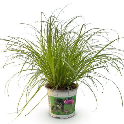 Cyperus alternifolius Zumula Katzenpflanze – Haustierfreundliche Zimmerpflanze 12cm – Höhe ca.20cm – Grünpflanze für Wohnzimmer Büro & Fensterbank