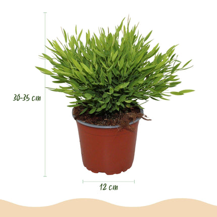 Bambus Pogonatherum Monica Bambusgras – Haustierfreundliche Zimmerpflanze 12cm – Höhe ca.20cm – Grünpflanze für Wohnzimmer Büro & Homeoffice