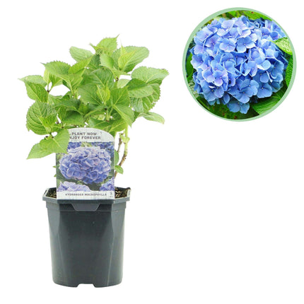 Hortensie Hydrangea macrophylla Blau – Blütezeit Juni bis September – Ø17cm – ↕30cm – Laubabwerfende Gartenpflanze – Pflegeleicht & winterhart