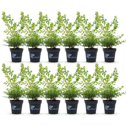BetterBuxus Babylon Beauty Heckenpflanzen – 12 Pflanzen für 2lfm Hecke – 30-35cm Höhe – 13cm – Resistent gegen Buxus