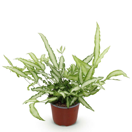 Pteris cretica Albolineata Flügelfarn – Haustierfreundliche Zimmerpflanze 12cm – Höhe ca.20cm – Farn mit weißer Blattzeichnung für Wohnzimmer & Büro