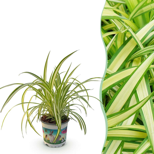 Grünlilie Chlorophytum comosum Variegatum – Bunte Graslilie Zimmerpflanze – Haustierfreundlich 12cm – Höhe ca.20cm