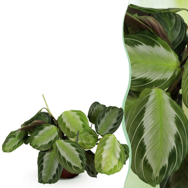 Maranta Fascinator Silverband Gebetspflanze – Haustierfreundliche Zimmerpflanze 12cm – Höhe ca.25cm