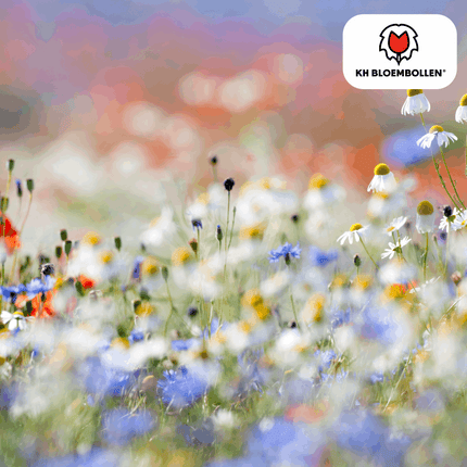 Wildblumensamen – 100g für 30–50m² – Bienen- & Schmetterlingsfreundlich – Einjährige & mehrjährige Blumen – Für Garten, Wiese, Beet – GVO-frei & nachhaltig