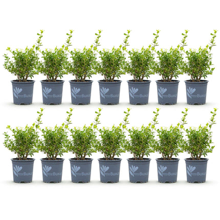 BetterBuxus Babylon Beauty Heckenpflanzen – 14 Pflanzen für 2lfm Hecke – 25-30cm Höhe – 10,5cm