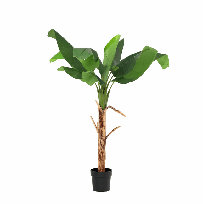 Bananenpflanze Musa Kunstpflanze 150cm – Tropische Deko Pflanze – Pflegefreie Kunstpalme für Wohnzimmer Büro & Empfangsbereich