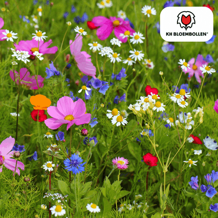 Wildblumensamen – 100g für 30–50m² – Bienen- & Schmetterlingsfreundlich – Einjährige & mehrjährige Blumen – Für Garten, Wiese, Beet – GVO-frei & nachhaltig