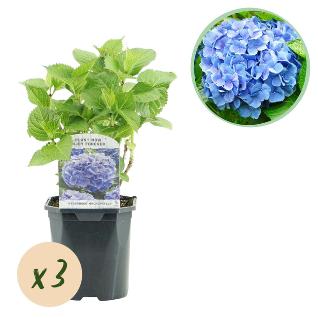 Hortensie Hydrangea macrophylla Blau – 3 Pflanzen – Blüte in Blau – Ø17cm – ↕30cm – Sommerblüher – Pflegeleicht – Für Halbschatten – Ideal für Garten & Kübel
