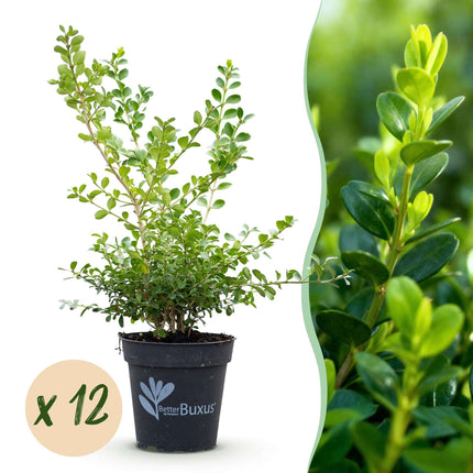 BetterBuxus Babylon Beauty Heckenpflanzen – 12 Pflanzen für 2lfm Hecke – 30-35cm Höhe – 13cm – Resistent gegen Buxus
