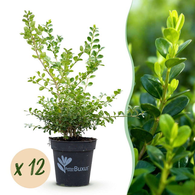 BetterBuxus Babylon Beauty Heckenpflanzen – 12 Pflanzen für 2lfm Hecke – 30-35cm Höhe – 13cm – Resistent gegen Buxus