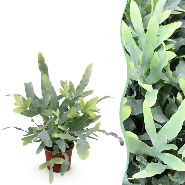 Phlebodium aureum Blue Star Farn – Blaue Farnpflanze – Haustierfreundliche Zimmerpflanze 12cm – Höhe ca.25cm – Tropenfarn für Wohnzimmer & Büro