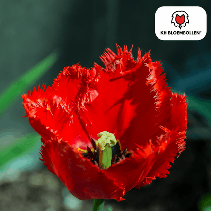 Tulpenzwiebeln Masterpeace – 20 Blumenzwiebeln – Rote Tulpe mit gezacktem Rand – Robust & einzigartig – Für Garten & Topf