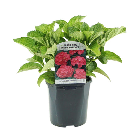 Hortensie – Hydrangea macrophylla Rot – Blüte Rot – Ø17cm – ↕30cm – Sommerblüher – Pflegeleicht & Laubabwerfend
