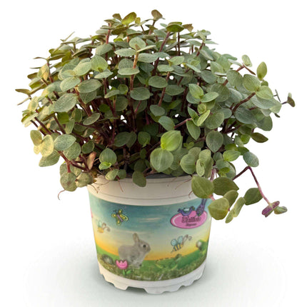 Callisia repens Schildkrötenpflanze – Haustierfreundliche Zimmerpflanze 12cm – Höhe ca.14cm