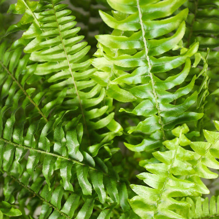 Nephrolepis exaltata Green Lady Farn – Haustierfreundliche Zimmerpflanze 12cm – Höhe ca.25cm – Dekorativer Grünfarn für Wohnzimmer Büro & Schlafzimmer