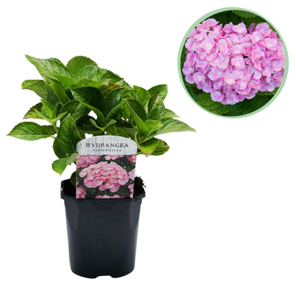 Hortensie – Hydrangea macrophylla Rosa – Blüte Rosa – Ø17cm – ↕30cm – Blühpflanze für Garten & Topf – Pflegeleicht & Laubabwerfend