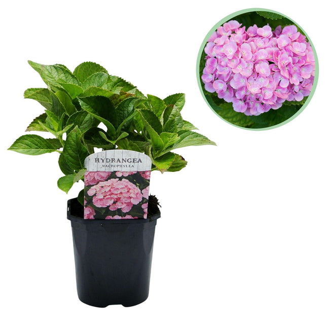 Hortensie – Hydrangea macrophylla Rosa – Blüte Rosa – Ø17cm – ↕30cm – Blühpflanze für Garten & Topf – Pflegeleicht & Laubabwerfend