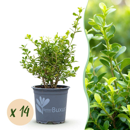 BetterBuxus Babylon Beauty Heckenpflanzen – 14 Pflanzen für 2lfm Hecke – 25-30cm Höhe – 10,5cm