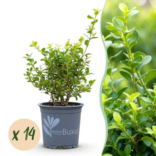BetterBuxus Babylon Beauty Heckenpflanzen – 14 Pflanzen für 2lfm Hecke – 25-30cm Höhe – 10,5cm