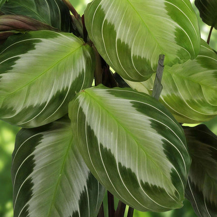 Maranta Fascinator Silverband Gebetspflanze – Haustierfreundliche Zimmerpflanze 12cm – Höhe ca.25cm