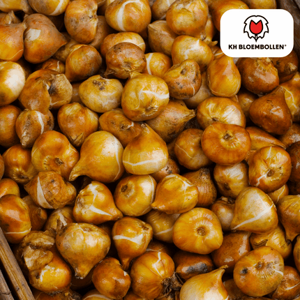 Tulpenzwiebeln Dafeng – 20 Stück – Orangefarbene Tulpen – Großblumig & elegant – Für Garten, Topf & Balkon