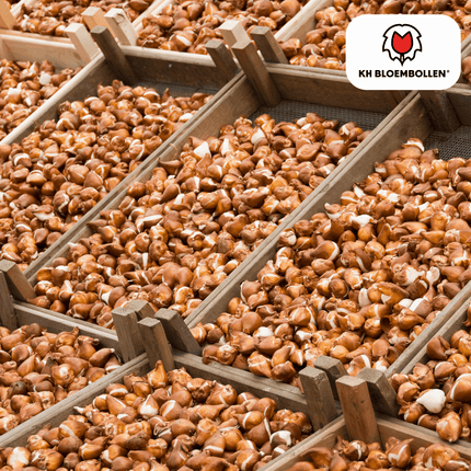 Tulpenzwiebeln Jan Seignette – 20 Blumenzwiebeln – Rot-gelb gestreifte Tulpe – Klassisch & auffällig – Für Garten & Topf