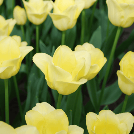 Tulpenzwiebeln World Friendship – 20 Blumenzwiebeln– Hellgelbe Tulpe – Elegante Frühlingsblüher für Garten & Topf – Winterhart