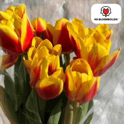 Tulpenzwiebeln Jan Seignette – 20 Blumenzwiebeln – Rot-gelb gestreifte Tulpe – Klassisch & auffällig – Für Garten & Topf