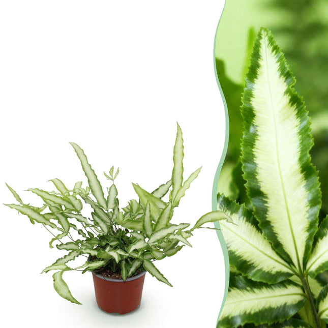 Pteris cretica Albolineata Flügelfarn – Haustierfreundliche Zimmerpflanze 12cm – Höhe ca.20cm – Farn mit weißer Blattzeichnung für Wohnzimmer & Büro