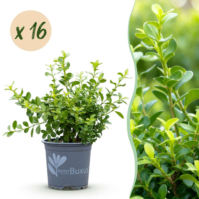 BetterBuxus Babylon Beauty Heckenpflanzen Set – 16 Pflanzen für ca.2lfm Hecke – 20-25cm Höhe – 9cm – Resistent gegen Buxuskrankheit & Buxusmot