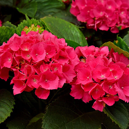 Hortensie – Hydrangea macrophylla Rot – Blüte Rot – Ø17cm – ↕30cm – Sommerblüher – Pflegeleicht & Laubabwerfend