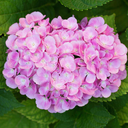 Hortensie – Hydrangea macrophylla Rosa – Blüte Rosa – Ø17cm – ↕30cm – Blühpflanze für Garten & Topf – Pflegeleicht & Laubabwerfend