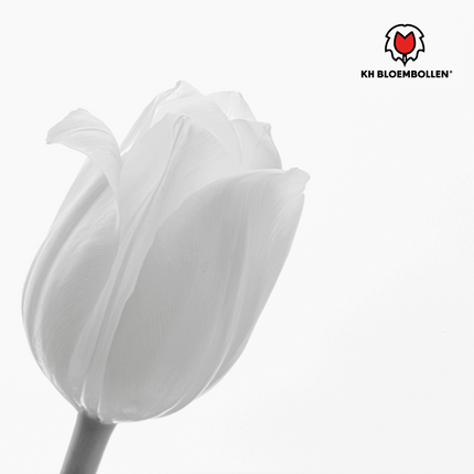 Catherina Tulpenzwiebeln – 20 Stück – Reinweiße Frühlingsblüher – Tulipa „Catherina“ – Für Garten & Topf – Blüte April–Mai