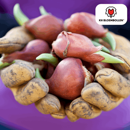 Catherina Tulpenzwiebeln – 20 Stück – Reinweiße Frühlingsblüher – Tulipa „Catherina“ – Für Garten & Topf – Blüte April–Mai