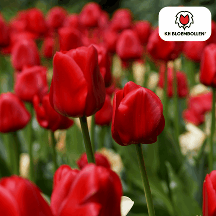 Tulpenzwiebeln Seadov – 20 Blumenzwiebeln– Tiefrote Tulpe mit gezacktem Blütenrand – Für Garten & Topf – Winterhart & pflegeleicht