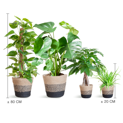 Pflegeleichter Pflanzkasten + Korb Lissabon schwarz – Ø12cm – 4 Zimmerpflanzen – Easy Plant Box – Nachhaltiger Jutekorb