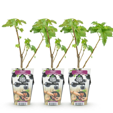 Schwarze Johannisbeere Ribes nigrum Titania winterhart 3 Pflanzen Ø9cm Höhe 30cm – Aromatische Johannisbeerpflanze für Garten Beet Balkon & Terrasse