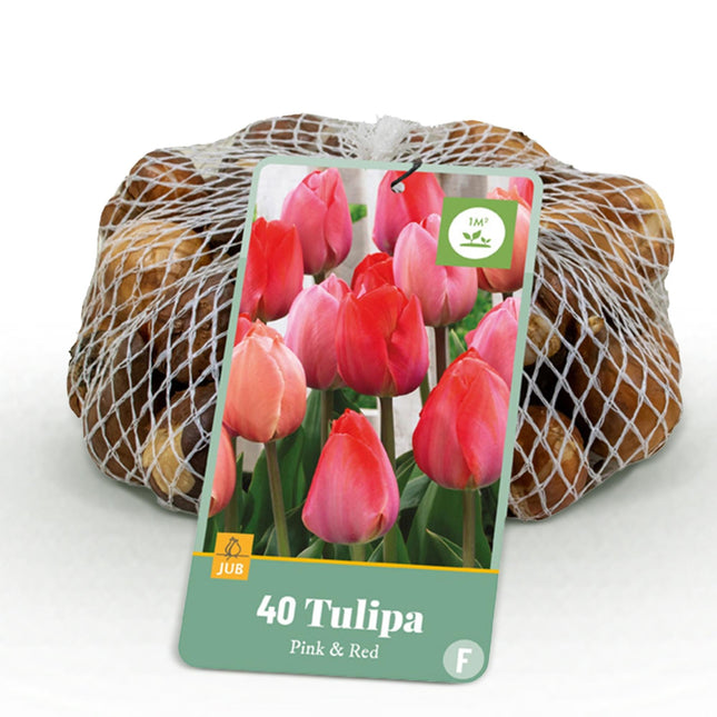 Blumenzwiebeln Tulpe Pink & Red – 40 Blumenzwiebeln – Zweifarbige Tulpen in Rosa & Rot – Frühjahrsblüher für Beet, Balkon & Terrasse – Pflegeleicht