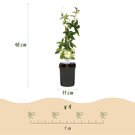 Passiflora Avalanche Passionsblume – Weiße Kletterpflanze 11cm – 2 Pflanzen Set ca.40cm – Duftende Blüten & Pflegeleicht