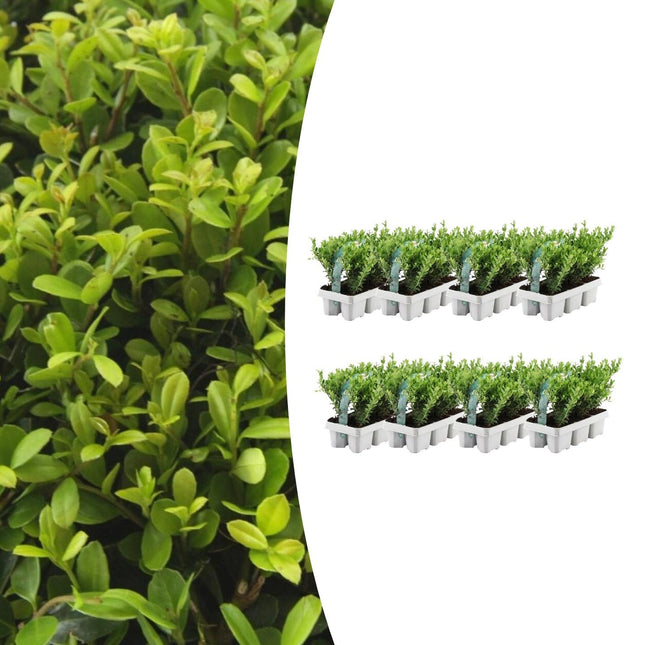 Stechpalme – Ilex crenata 'Jenny' – 48 Pflanzen – Immergrün – Winterhart – Alternative zu Buchsbaum – Ø7cm ↕15cm