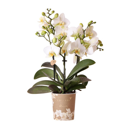 Phalaenopsis Orchidee „Lausanne“ – Weiß – Ø9cm – Zimmerpflanze mit 3 Blütentrieben – Pflegeleicht & elegant – Aus der Blossom-Kollektion