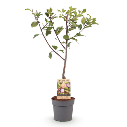 Pflaumenbaum – Prunus domestica 'Opal' – ca. 90 cm hoch – Topf Ø21 cm – gelb-rote Früchte – selbstfruchtend & ertragreich – Obstbaum für Garten & Terrasse