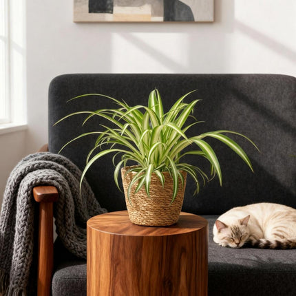 Chlorophytum comosum Variegatum 4er Set Zimmerpflanzen inkl. Naturkorb