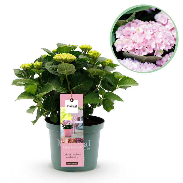 Hortensie Magical Revolution Pink – Rosa – Hydrangea macrophylla – 23cm – Ca. 55cm hoch – 6-10 Blüten – Für Balkon, Terrasse & Beet