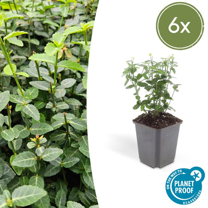 Immergrüne Kriechspindel – Euonymus fortunei radicans – ↕10-25 cm – Ø9 cm – 6 Pflanzen – Bodendecker – Pflegeleicht & Winterhart – Garten, Beete & Zäune