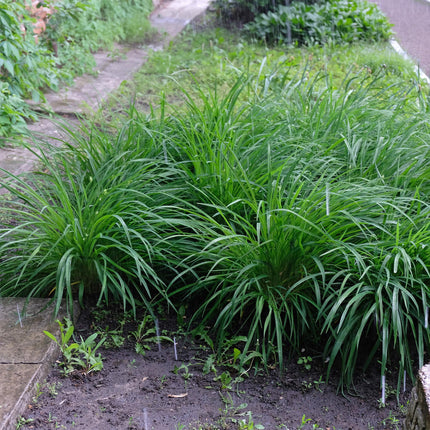 Japan – Segge Carex morrowii Irish Green – 4 Pflanzen 17cm – ca. 50cm hoch – Immergrünes Ziergras grün – gelb – pflegeleicht